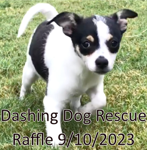 Dashing Dog Rescue Raffle 2023