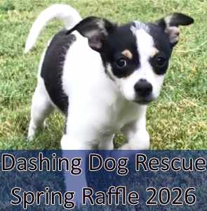 Dashing Dog Rescue Spring Raffle 2026