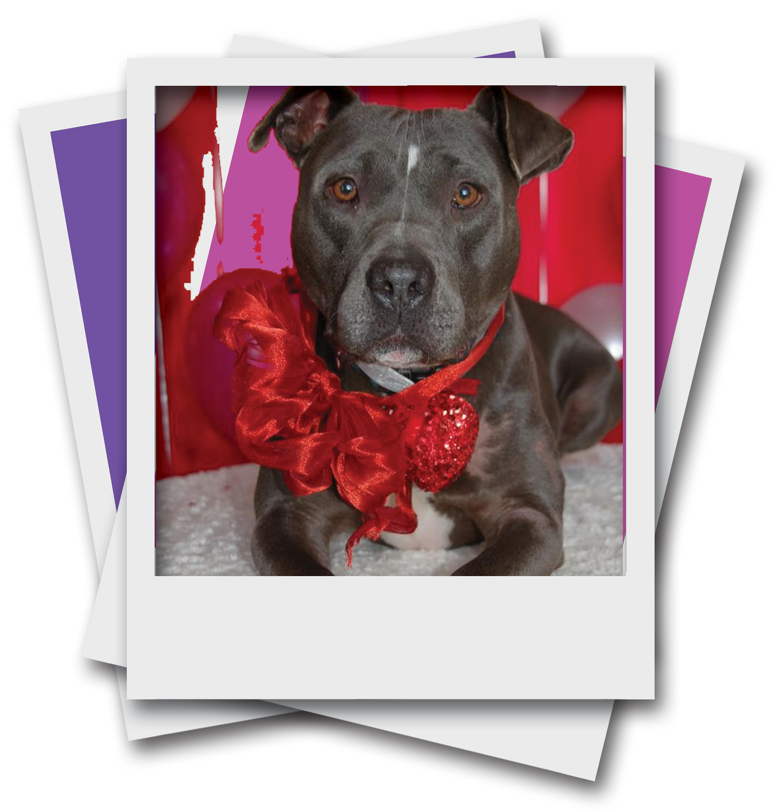 Dashing Dog Rescue Valentine's Day